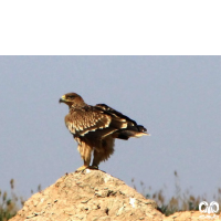 گونه عقاب شاهی Eastern Imperial Eagle